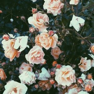 Meet your Posher, Callie